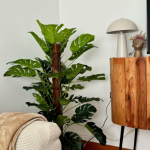 Apartamentos y casas vacacionales en Oviedo 12